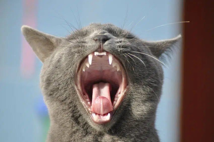 Mundgeruch Bei Katzen Das Kannst Du Gegen Schlechten Atem