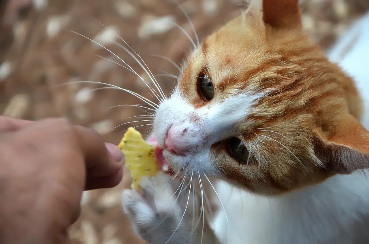 Was Dürfen Katzen Nicht Fressen Für Katzen Giftige