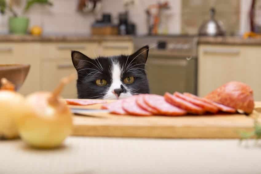 Was dürfen Katzen nicht fressen?