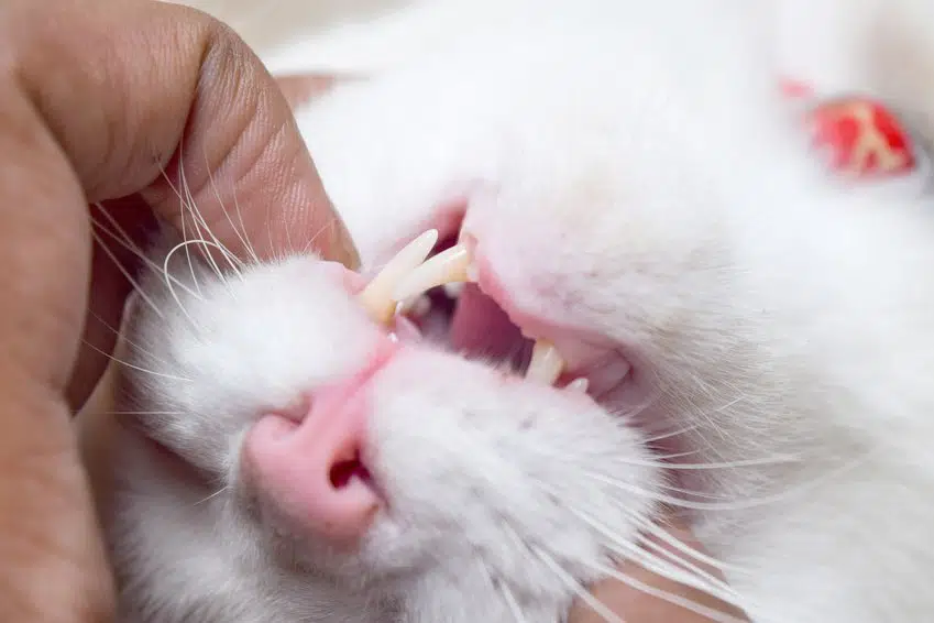 Bild / Foto: zahnkontrolle bei Katzen