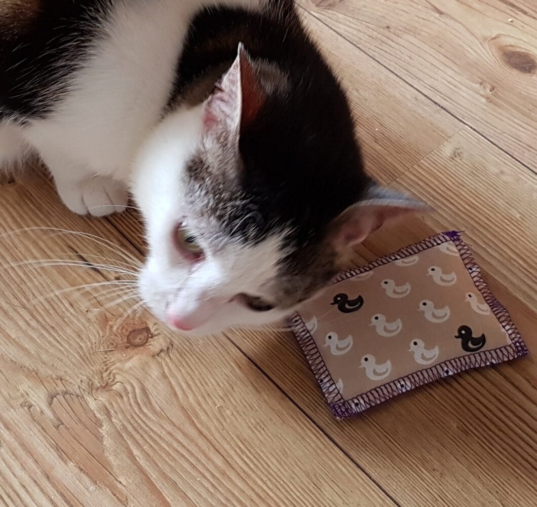 Bild / Foto: Baldriankissen für Katzen
