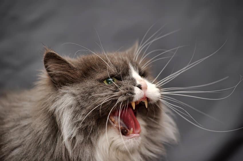 Bild / Foto: Katze aggressiv