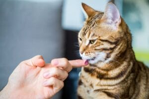 Bild / Foto: Katze leckt Mensch an der Hand