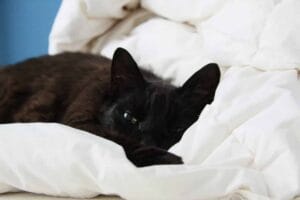 Bild / Foto: Katze nach Operation