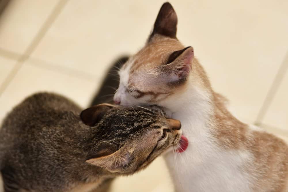 Bilb / Foto: Zwei Katzen putzen sich gegenseitig