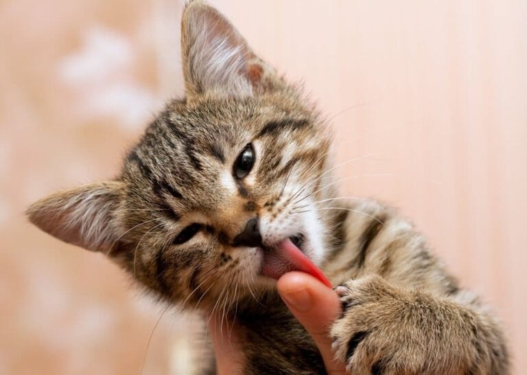 &ldquo;Meine Katze leckt mich ab!&rdquo; - Warum Katzen Menschen putzen