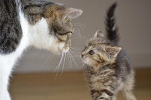 Bild / Foto: Wann sind Katzen ausgewachsen