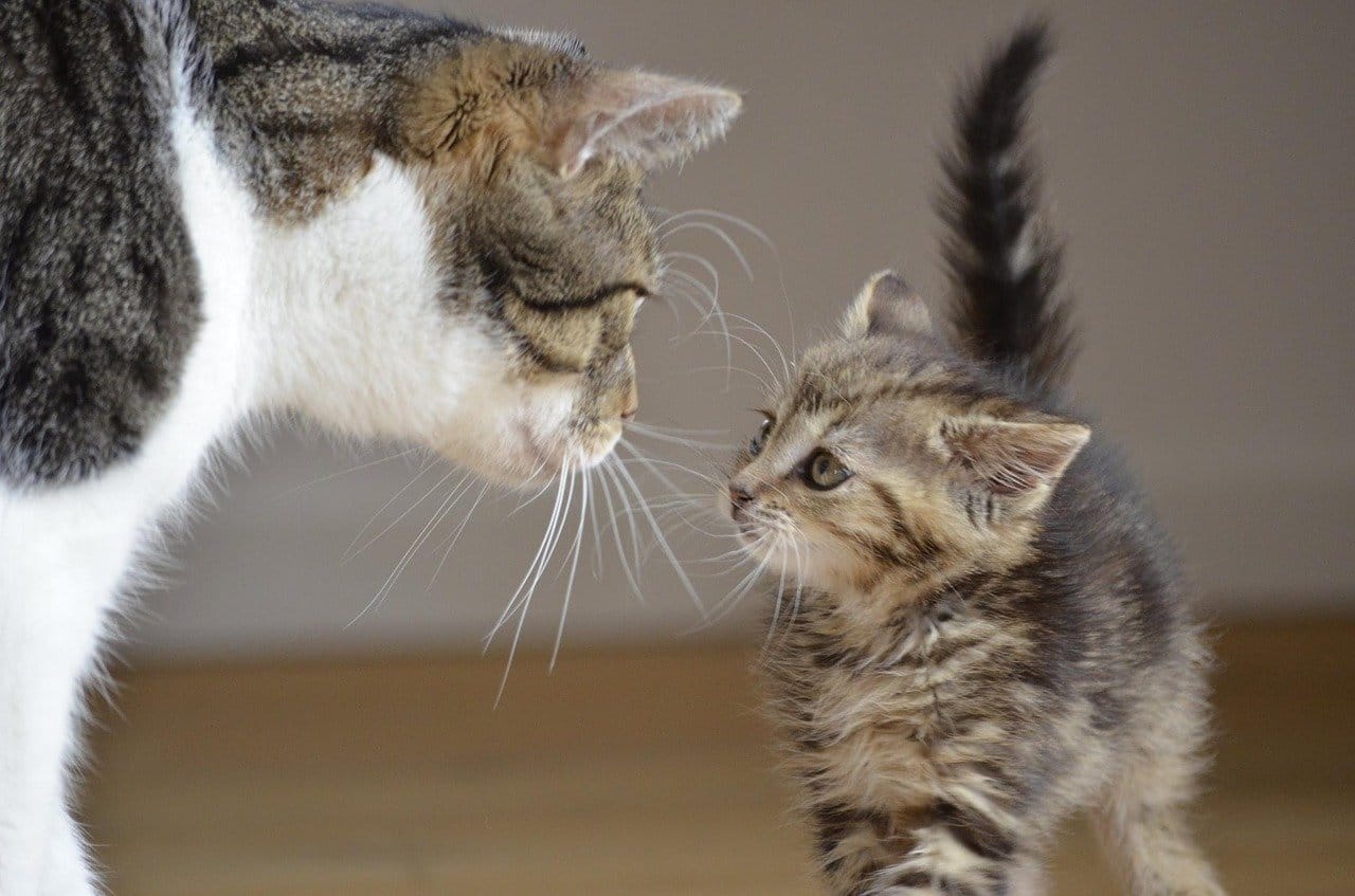 Wann Sind Katzen Ausgewachsen Katzenkram