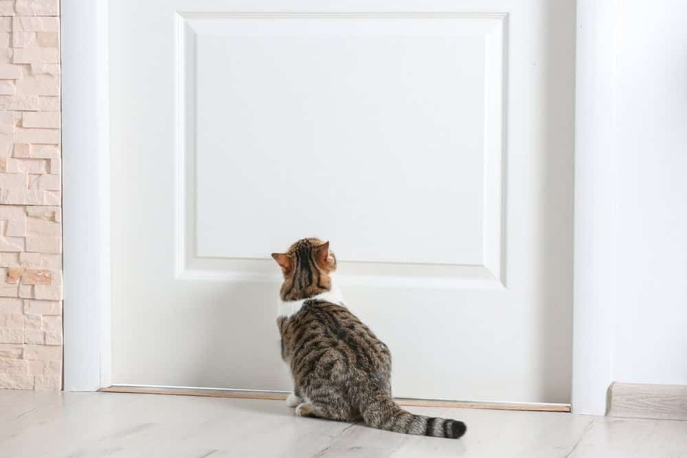 Bild / Foto: Katze kratzt an der Tür abgewöhnen