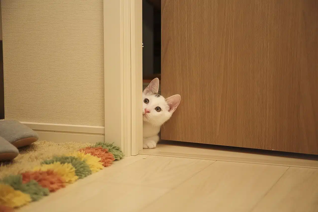 Deine Katze Kratzt An Der Tür So Kannst Du Es Ihr