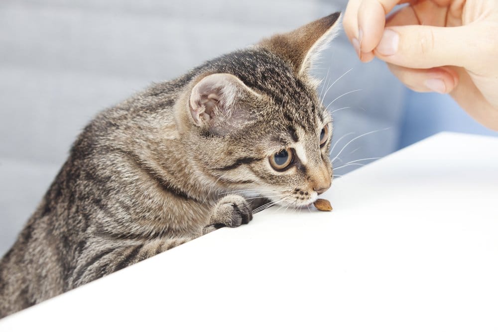 Bild / Foto: Katze kratzt an der Tür abgewöhnen