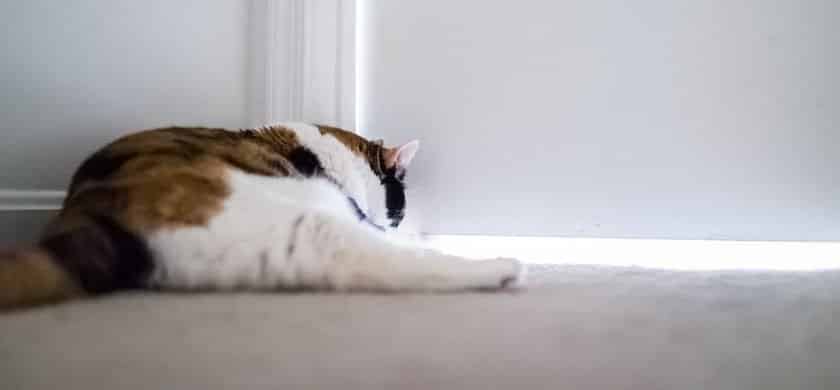 Bild / Foto: Katze kratzt an der Tür