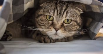 Deine Katze pinkelt ins Bett? Mögliche Ursachen und Lösungen Bild / Foto: Katze pinkelt ins Bett