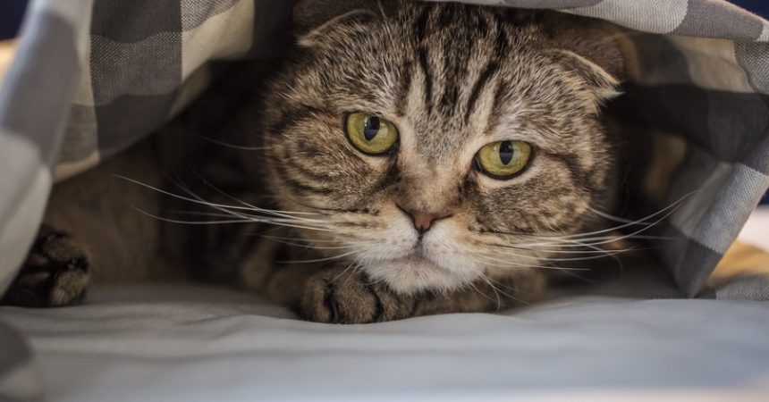 Bild / Foto: Katze pinkelt ins Bett