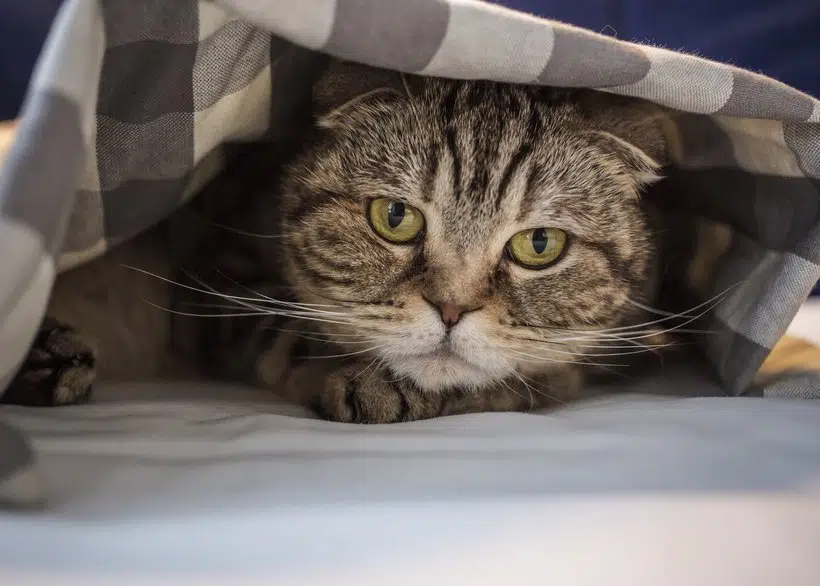 Deine Katze Pinkelt Ins Bett Mögliche Ursachen Und Lösungen