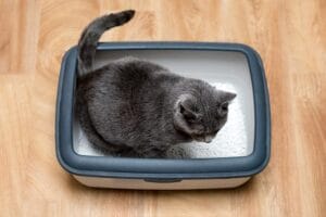 Katze Blasenentzündung