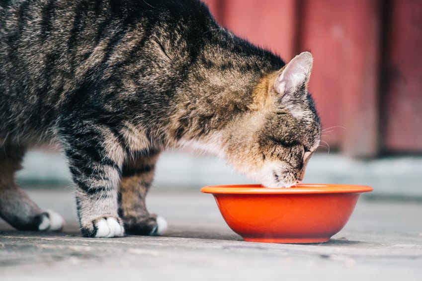 Katze Blasenentzündung vorbeugen