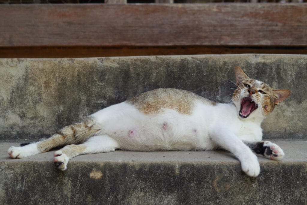 Katze Trächtigkeit Anzeichen