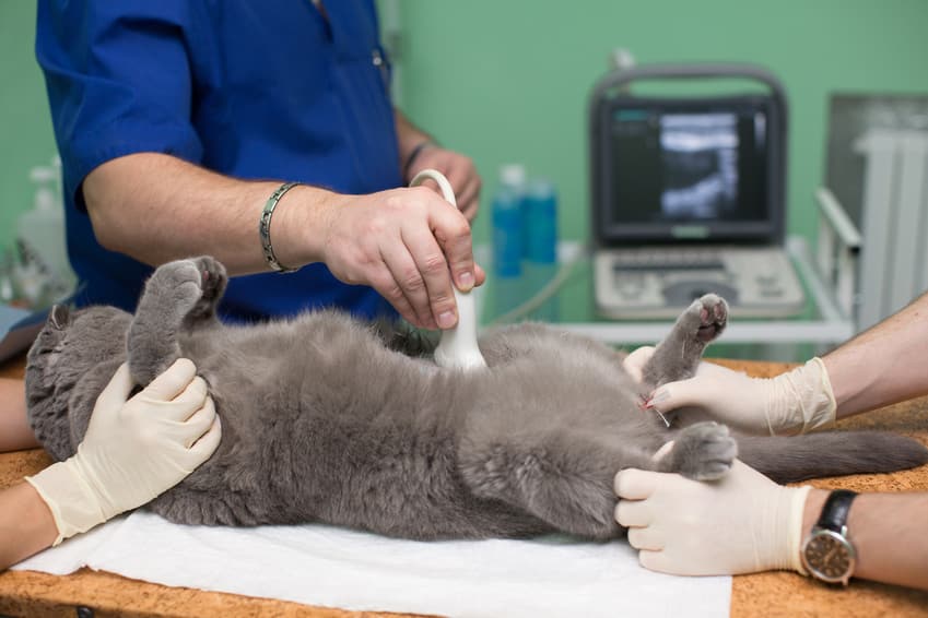 Katzen Blasenentzündung Ursachen Diagnose