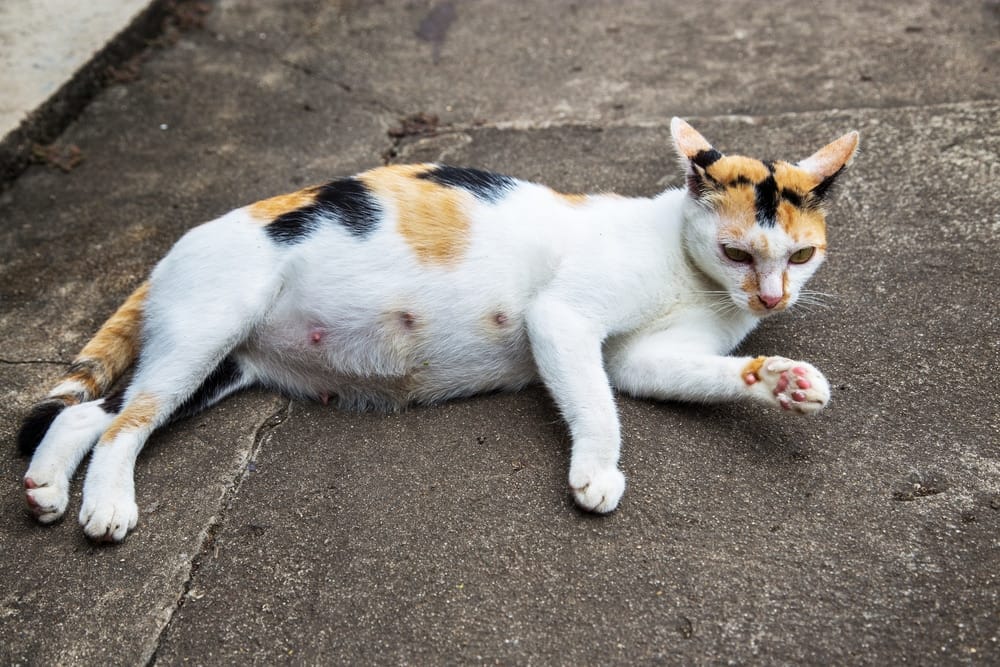 Schwanger Mit Katze Schwanger Mit Katze