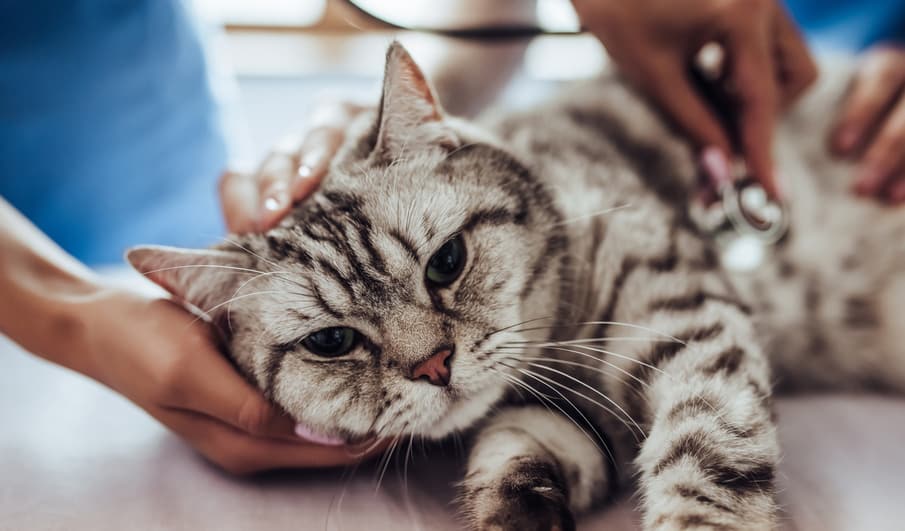 Katze Hechelt Beim Toben