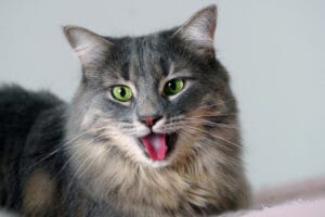 Katze hechelt