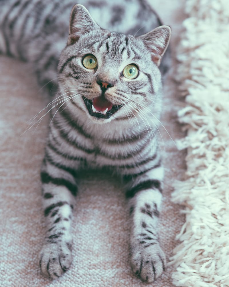 Deine Katze hechelt harmlos oder gefährlich? • katzenkram