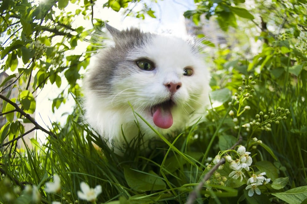 Katze Mund Auf Und Hechelt