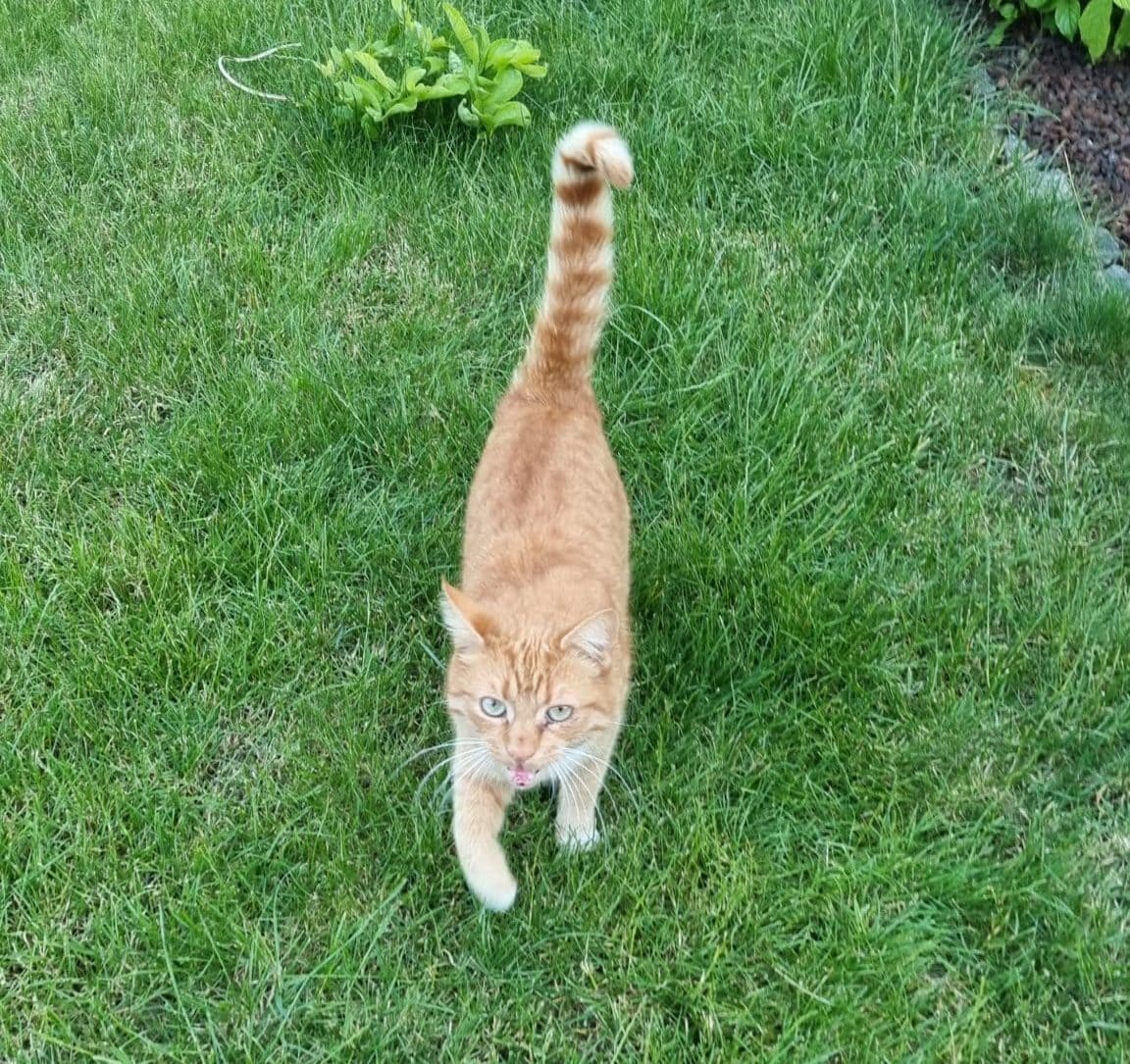 Azrael macht den Katzenfutter Test