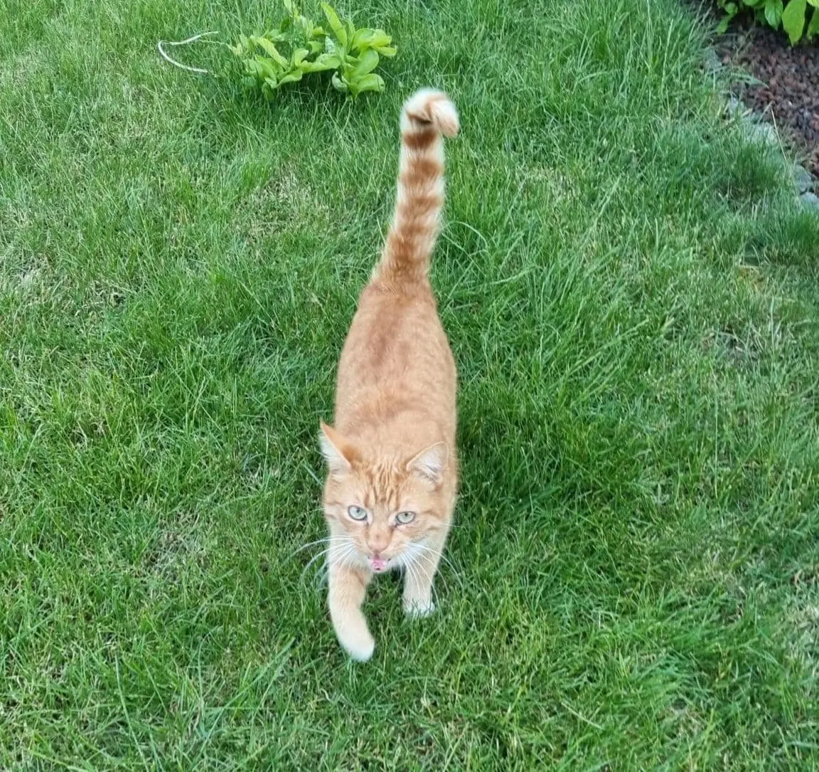 Azrael macht den Katzenfutter Test
