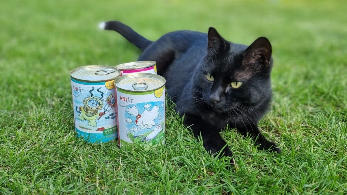 Kater mit ANIfit-Dosen auf dem Rasen – echtes Foto aus dem Praxistest