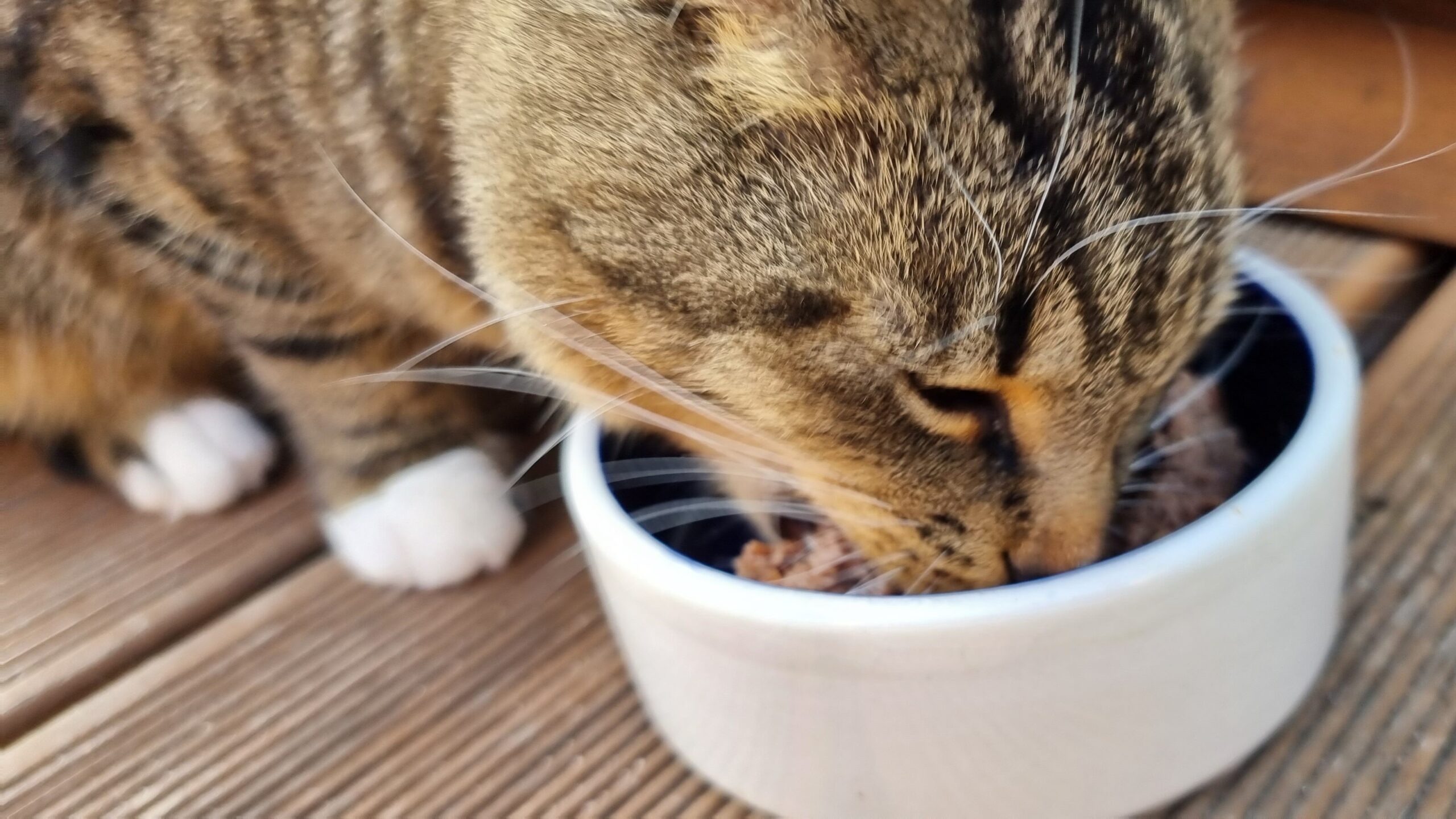 Getigerte Katze frisst ANIfit aus einem weißen Napf