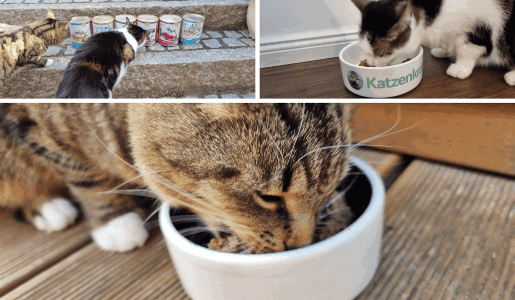 ANIfit im Praxistest: So hat das Futter Bella, Lori und Co. geschmeckt