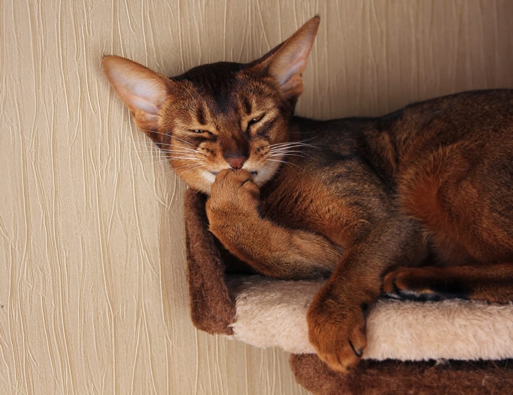 Abessinier Katzen sind absolute Schönheiten! Die großen Ohren und das Ticking des Fells ist typisch für diese Rasse