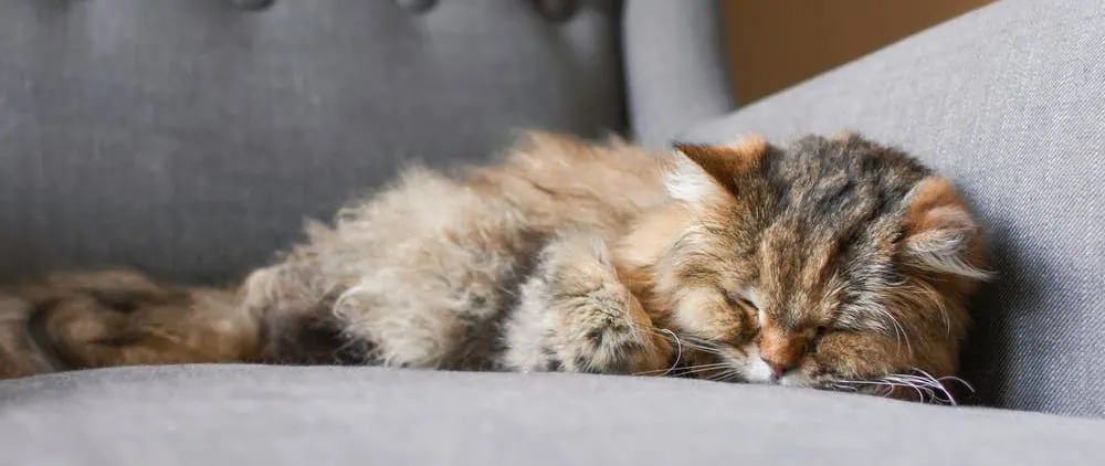 Eine Alte Katze frisst nicht mehr und zieht sich zurück