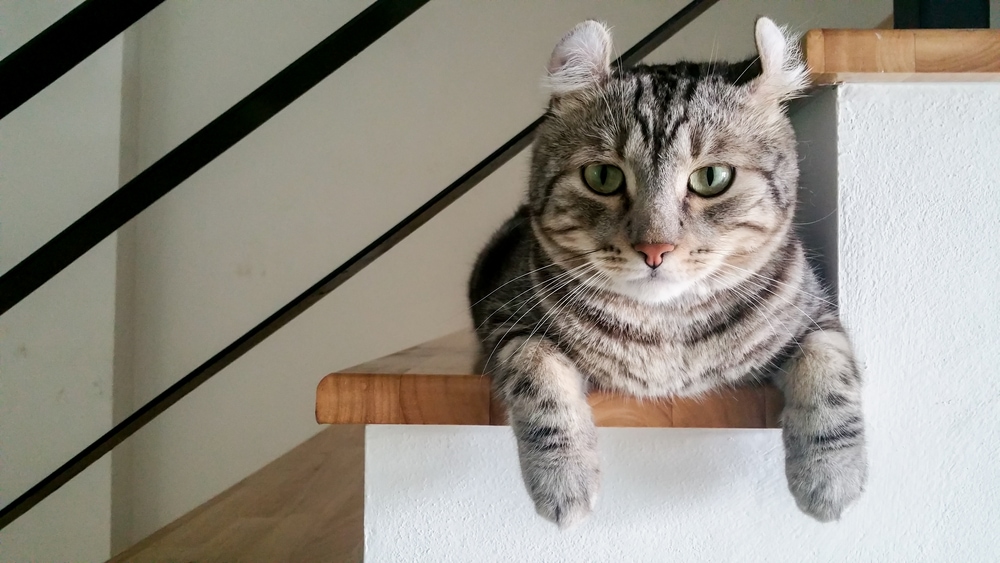 American Curl Aufmerksamkeit und Haltung