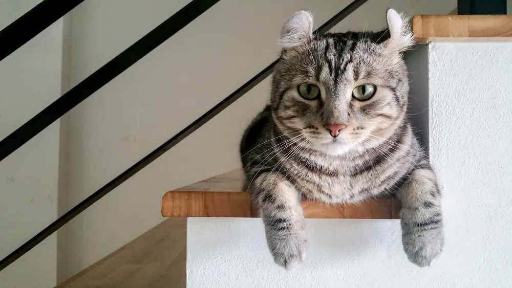American Curl Aufmerksamkeit und Haltung