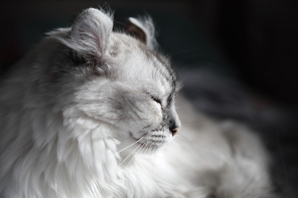 American Curl - Samtpfoten mit Kräuselohren