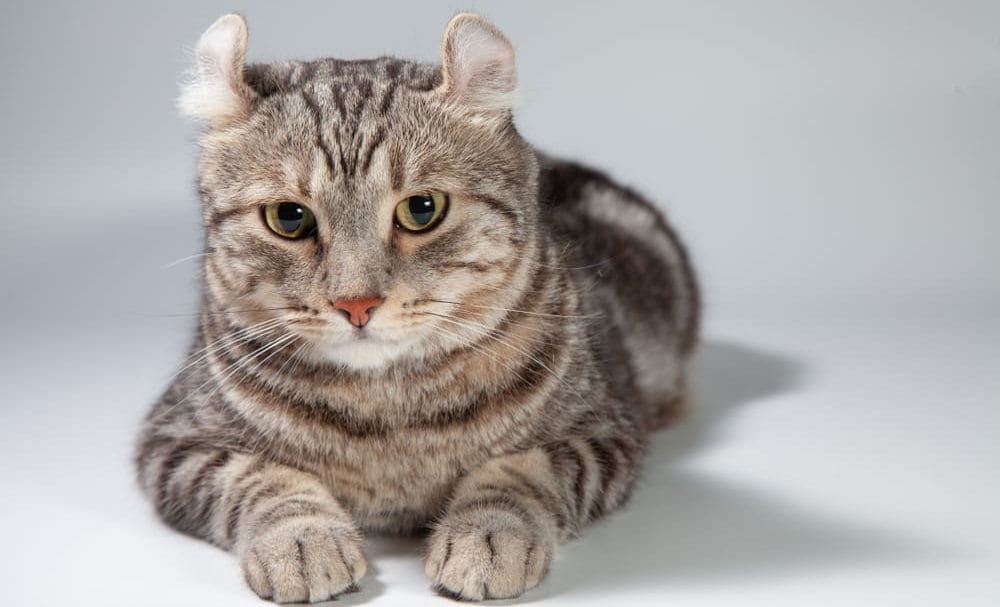 American Curl kleine Katzenrasse