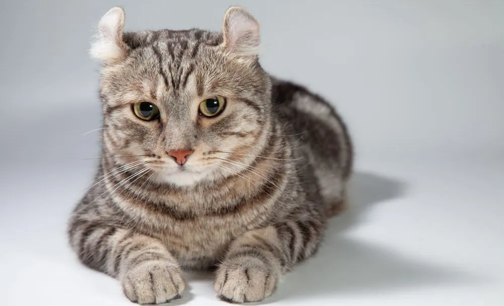 American Curl kleine Katzenrasse