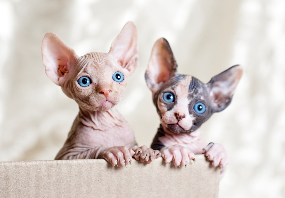 Anschaffung Sphynx Katze
