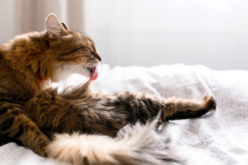 Auch verschluckte Haare und das Erbrechen dieser kann bei Katzen Schluckauf auslösen