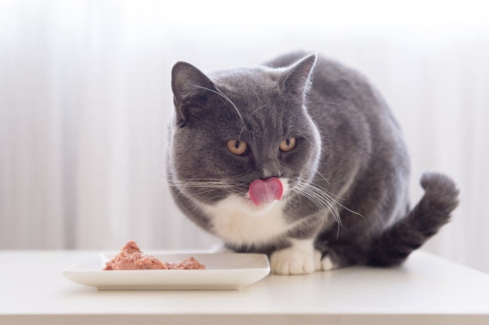 BKH Katzenfutter