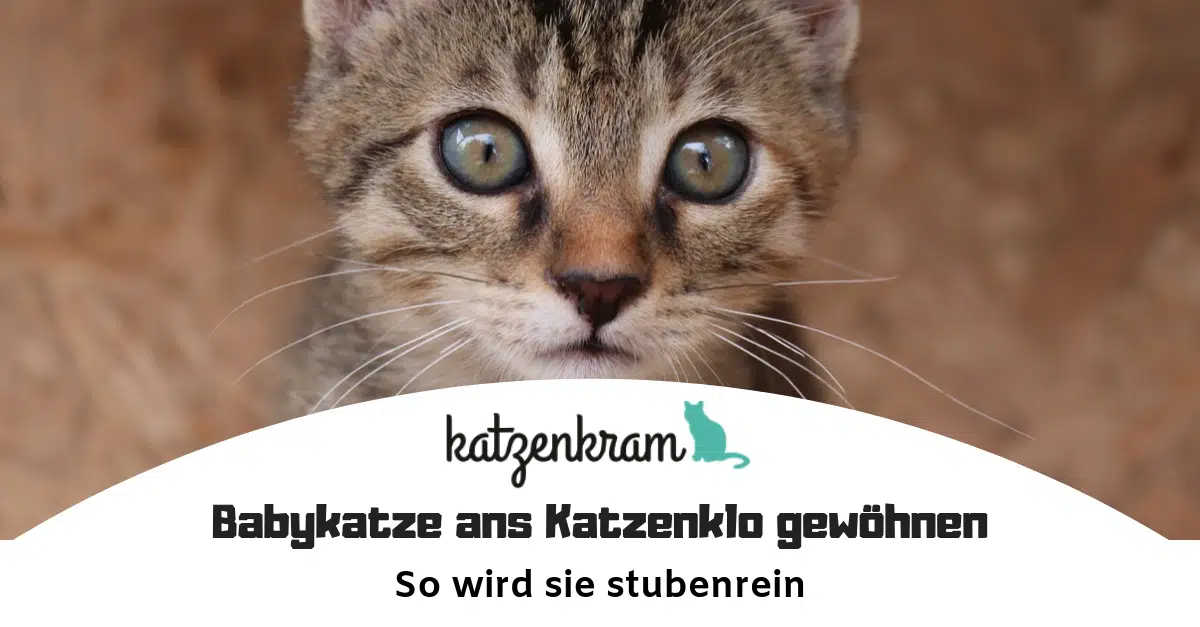 Gewöhnung An Das Katzenklo So Bekommst Du Eine Katze