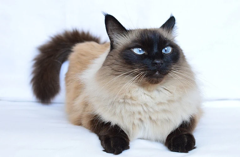 Balinese Katze