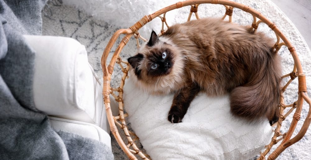 Balinese Katze für Allergiker