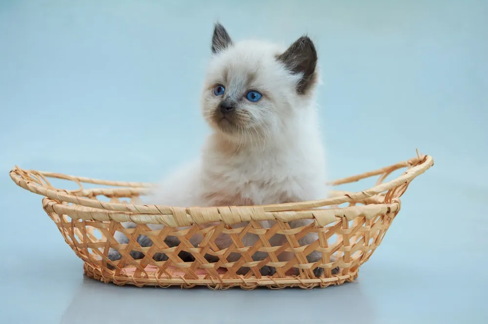 Balinese Katze kaufen