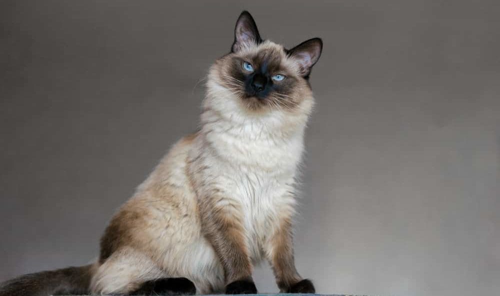 Balinese teure Katzenrasse