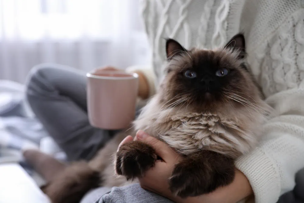 Balinesenkatze Verhalten Charakter
