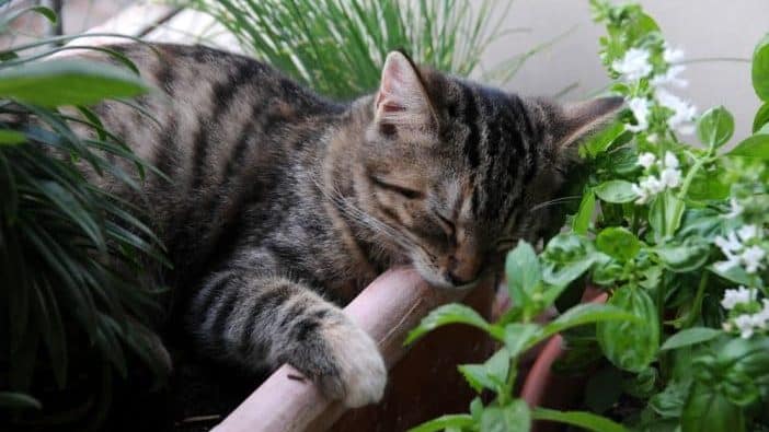 Balkon Katze sichern